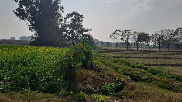 20 Acre Agricultural/Farm Land for Sale in Bhunga, Hoshiarpur