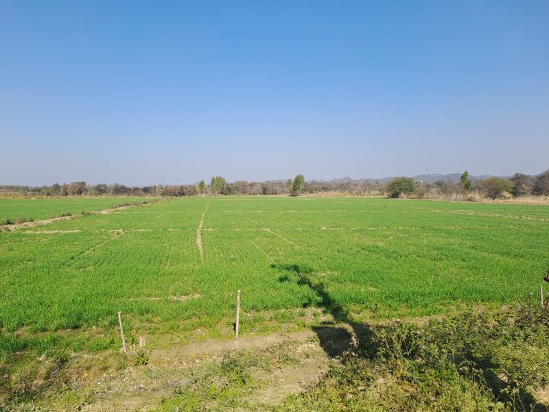 15 Acre Agricultural/Farm Land for Sale in Hariana, Hoshiarpur