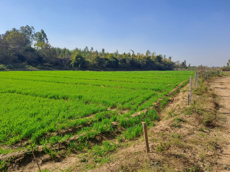 25 Acre Agricultural/Farm Land for Sale in Una Road, Hoshiarpur