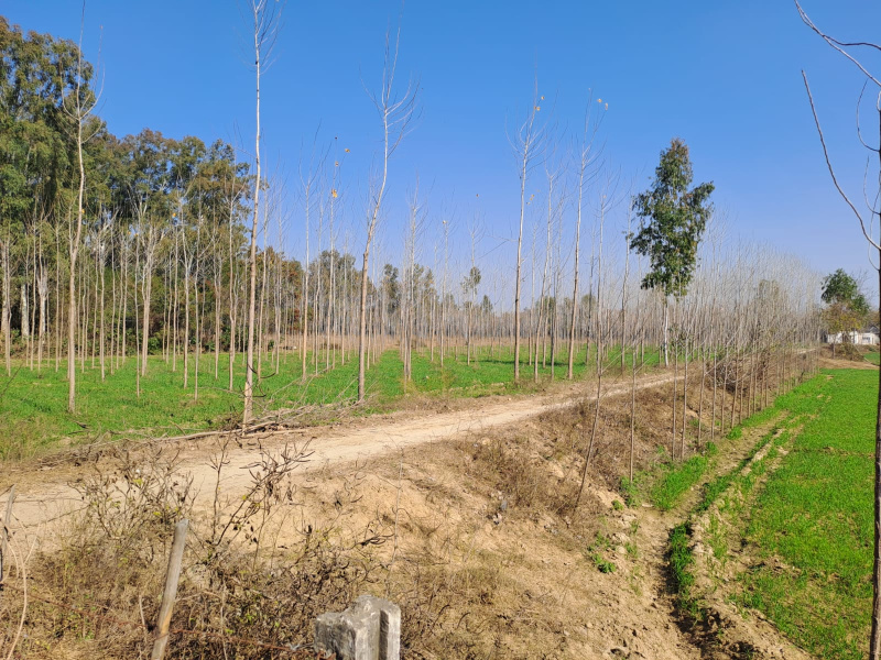 15 Acre Agricultural/Farm Land for Sale in Hariana, Hoshiarpur