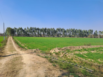 32 Acre Agricultural/Farm Land for Sale in Mahilpur, Hoshiarpur