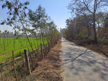 36 Acre Agricultural/Farm Land for Sale in Shamchaurasi, Hoshiarpur