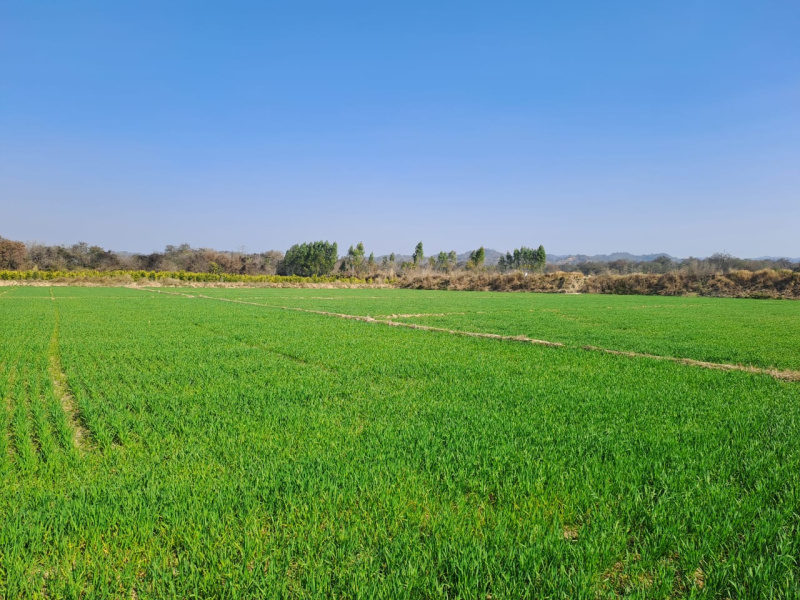 50 Acre Agricultural/Farm Land for Sale in Shamchaurasi, Hoshiarpur