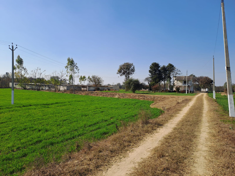 30 Acre Agricultural/Farm Land for Sale in Bhogpur, Jalandhar
