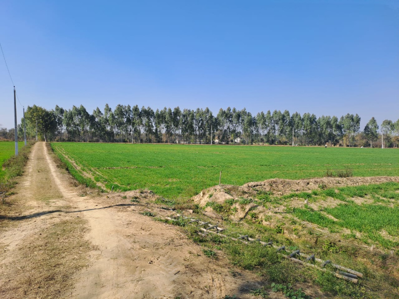 22 Acre Agricultural/Farm Land for Sale in S.B.S. Nagar, Nawanshahr