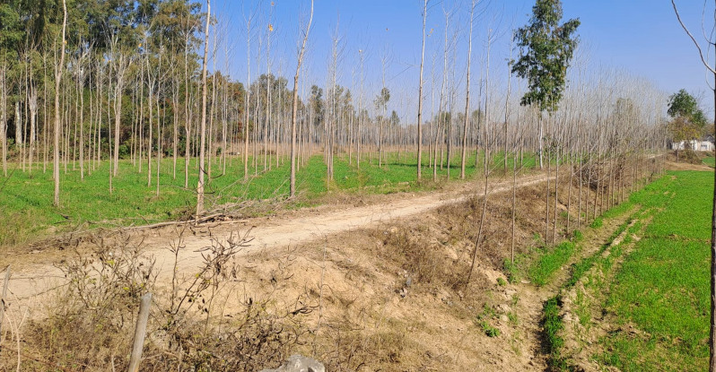 80 Acre Agricultural/Farm Land for Sale in Una Road, Hoshiarpur
