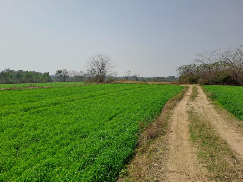 9 Acre Agricultural/Farm Land for Sale in Phagwara Road, Hoshiarpur