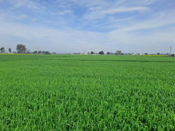 14 Acre Agricultural/Farm Land for Sale in Garhshanker, Hoshiarpur