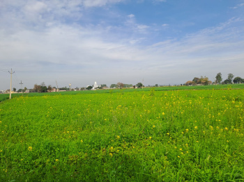 13 Acre Agricultural/Farm Land for Sale in Saila Khurd, Hoshiarpur