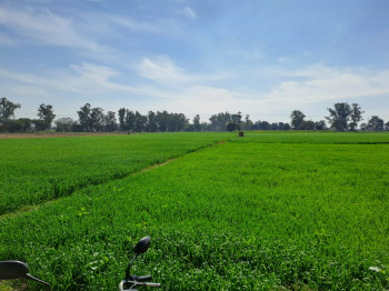 50 Acre Agricultural/Farm Land for Sale in Phagwara Road, Hoshiarpur