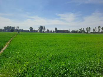 60 Acre Agricultural/Farm Land for Sale in Una Road, Hoshiarpur