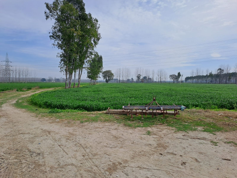 85 Acre Agricultural/Farm Land for Sale in Garhshanker, Hoshiarpur