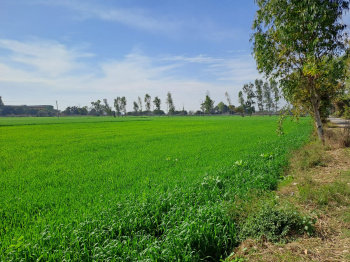 5 Acre Agricultural/Farm Land for Sale in Chabbewal, Hoshiarpur