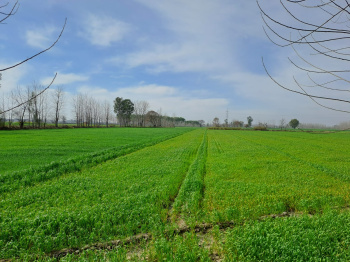46 Acre Agricultural/Farm Land for Sale in Mahilpur, Hoshiarpur
