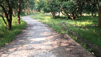 12 Bigha Agricultural/Farm Land For Sale In Vikas Nagar, Dehradun