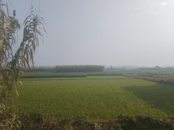 Residential Plot for Sale in Dharmawala, Dehradun (7 Bigha)