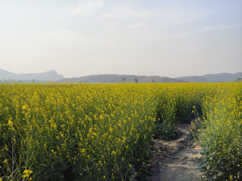 20 Bigha Agricultural/Farm Land For Sale In Rajasthan (120 Bigha)