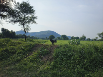 2 Bigha Agricultural/Farm Land for Sale in Naugaon, Alwar