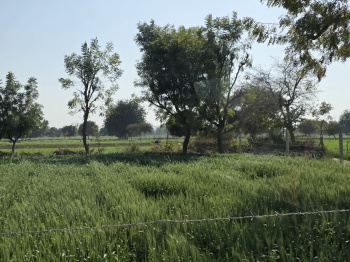 350 Bigha Agricultural/Farm Land for Sale in Naugaon, Alwar