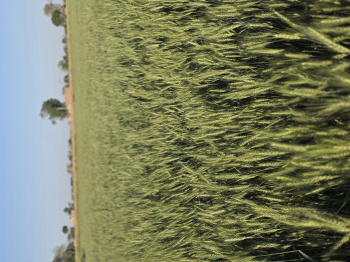 49 Bigha Agricultural/Farm Land for Sale in Naugaon, Alwar