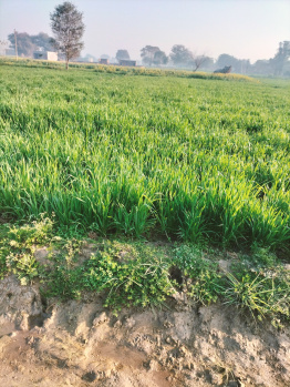 1008 Sq. Yards Agricultural/Farm Land for Sale in Jewar, Gautam Buddha Nagar
