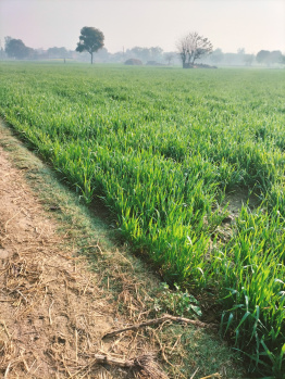 2750 Sq. Yards Agricultural/Farm Land for Sale in Jewar, Gautam Buddha Nagar
