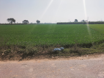 7.50 Bigha Agricultural/Farm Land for Sale in Jewar, Gautam Buddha Nagar