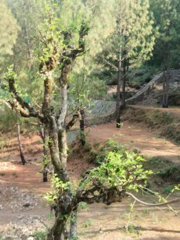 Property for sale in Dhanaulti, Tehri Garhwal