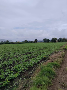 Agricultural/Farm Land For Sale In Dindori, Nashik (66 Guntha)