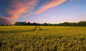 2200 Sq. Yards Agricultural/Farm Land for Sale in Yamuna Expressway, Greater Noida
