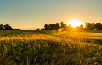 50 Bigha Agricultural/Farm Land for Sale in Yamuna Expressway, Greater Noida
