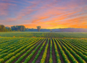 50 Bigha Agricultural/Farm Land for Sale in Sector 22D, Greater Noida