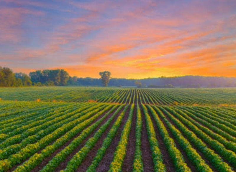 Agricultural/Farm Land for Sale in Jahangirpur, Gautam Buddha Nagar (190 Bigha)