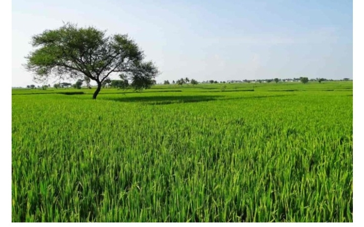 14 Bigha Industrial Land / Plot For Sale In Lalru, Mohali