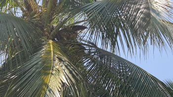 3.20 Acre Agricultural/Farm Land for Sale in Pollachi, Coimbatore