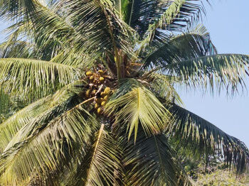 10 Acre Agricultural/Farm Land for Sale in Kinathukadavu, Coimbatore