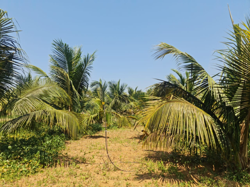 10 Acre Agricultural/Farm Land for Sale in Kinathukadavu, Coimbatore