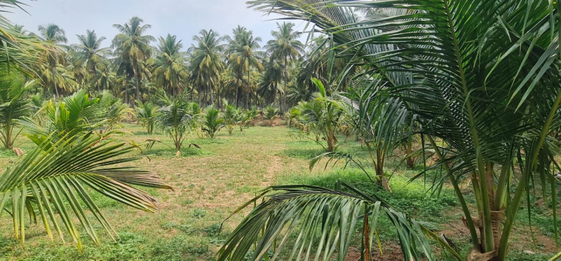 4 Acre Agricultural/Farm Land for Sale in Pollachi, Coimbatore