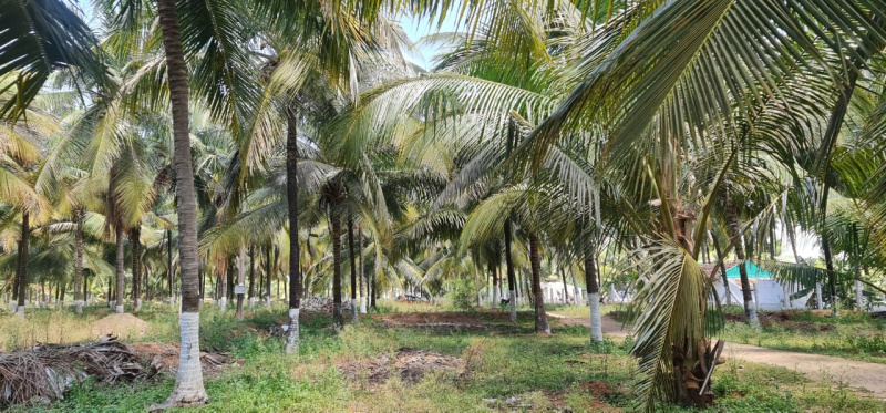 3.93 Acre Agricultural/Farm Land for Sale in Pollachi, Coimbatore