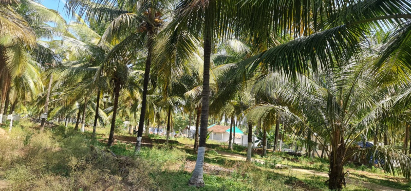 3.93 Acre Agricultural/Farm Land for Sale in Pollachi, Coimbatore