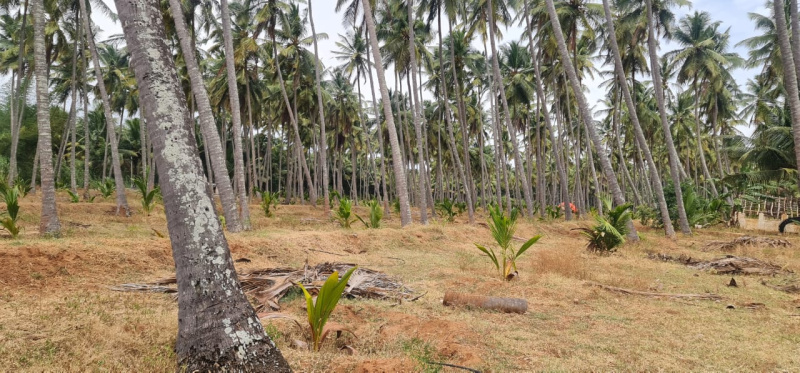 10 Acre Agricultural/Farm Land for Sale in Tamil Nadu
