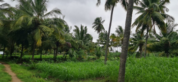 2 Acre Agricultural/Farm Land for Sale in Tamil Nadu