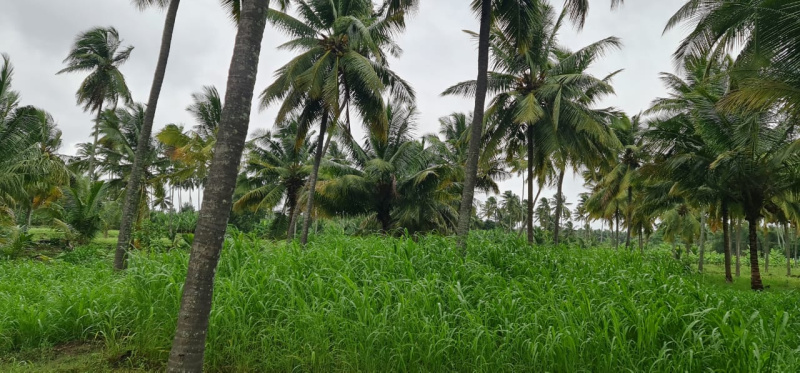 2 Acre Agricultural/Farm Land for Sale in Tamil Nadu