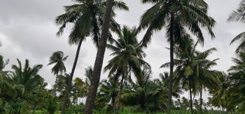 Property for sale in Kinathukadavu, Coimbatore