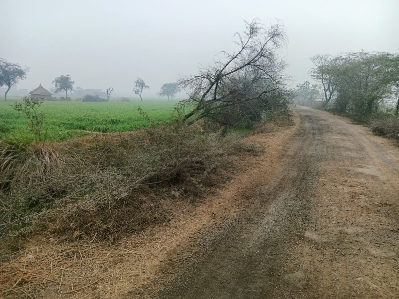 1350 Sq. Yards Agricultural/Farm Land for Sale in Govardhan, Mathura
