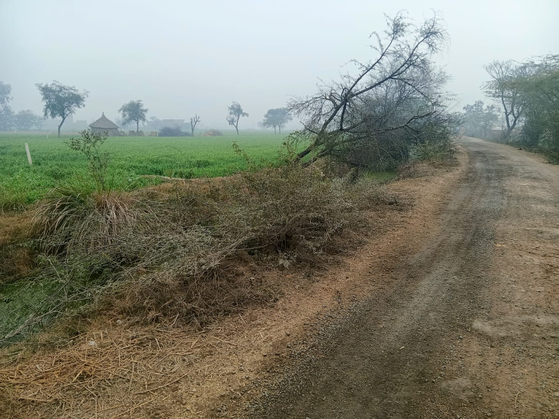 1350 Sq. Yards Agricultural/Farm Land for Sale in Govardhan, Mathura
