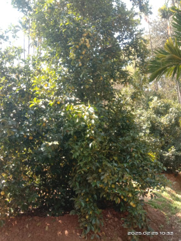 Property for sale in Agali, Palakkad