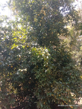 Property for sale in Agali, Palakkad