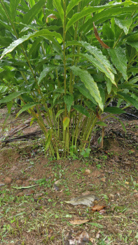 11 Acre Agricultural/Farm Land for Sale in Anaikatti, Coimbatore