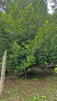 Property for sale in Anaikatti, Coimbatore